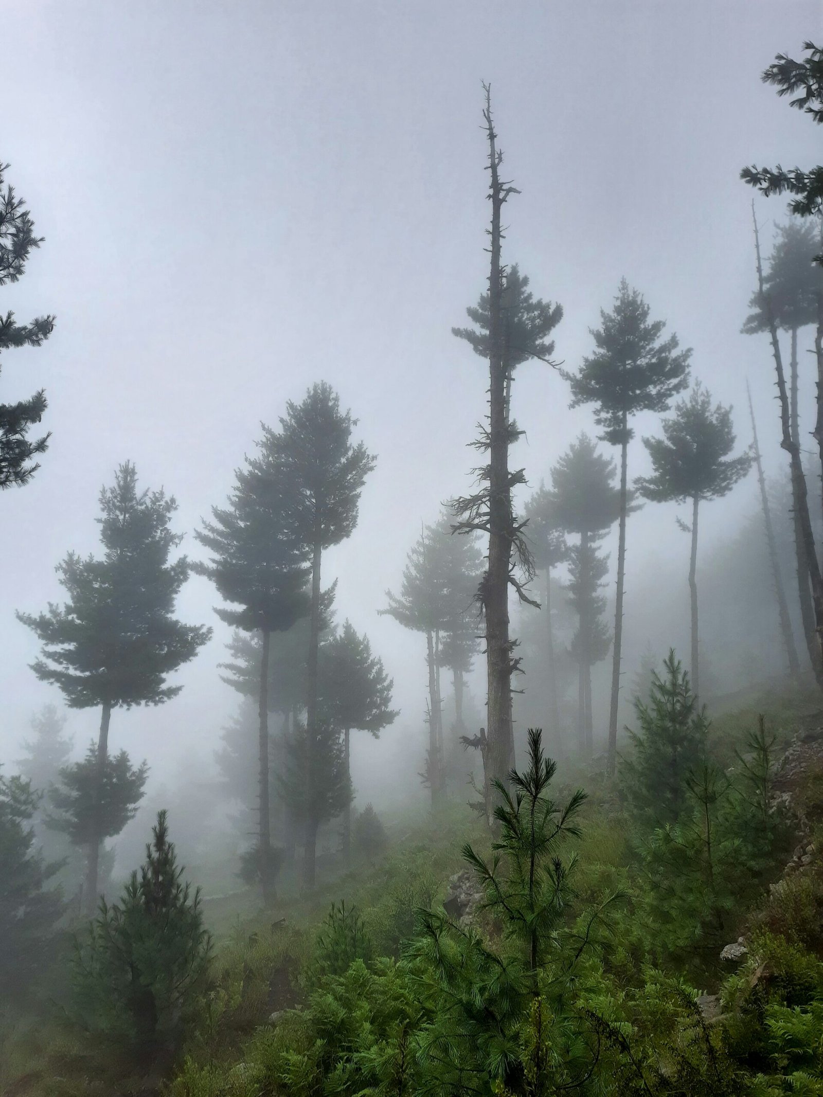 a foggy forest filled with lots of trees